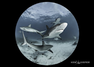 Reef Sharks in my circle!   Using a full frame camera and... by Ken Kiefer 